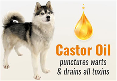 can i put castor oil on my dogs skin