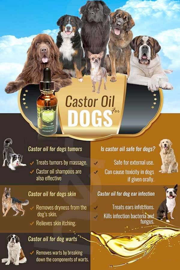 can you put castor oil in dogs ears